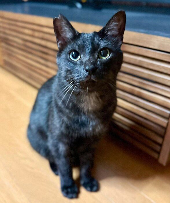 見つめる虎くん