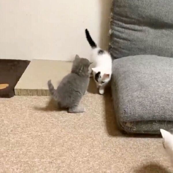 じゃれ合うトエルちゃん、ルイくん