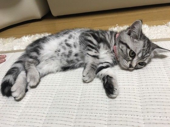 アメリカンショートヘアーのぽろんちゃん