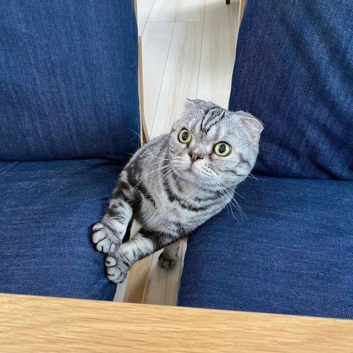 @tacos_cat