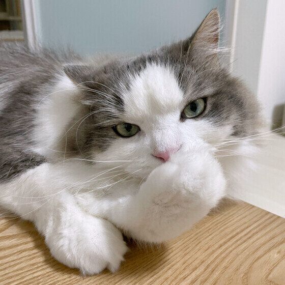 毛づくろいをするラフくん