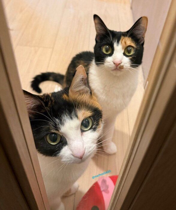 ドアの前で待つなっちゃん、スイちゃん