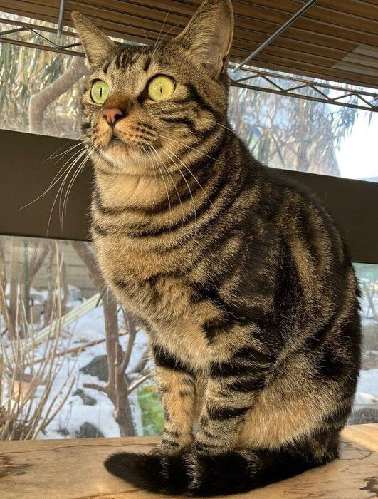 成長したボンくんの様子　立派な成猫に