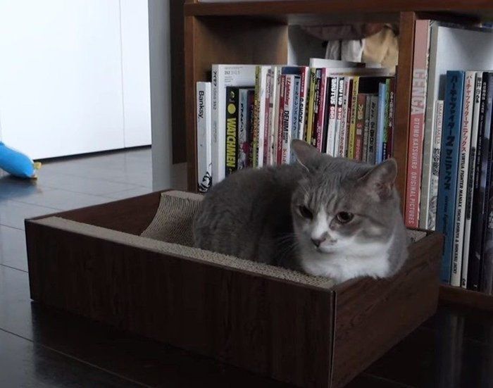 疲れた猫