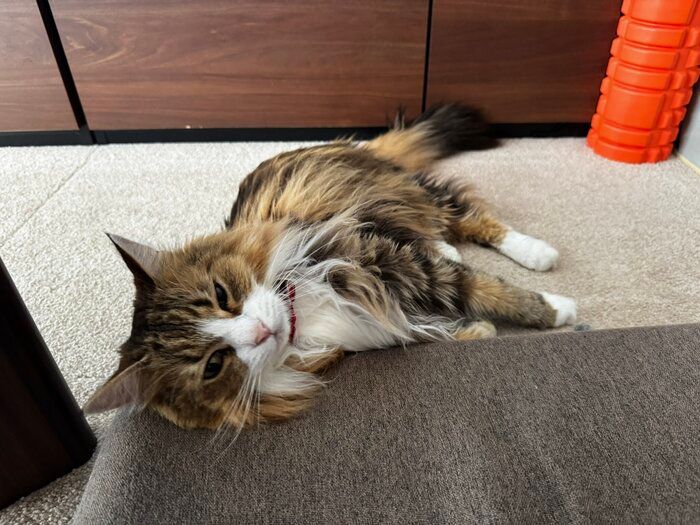 寝転んで飼い主を見る猫