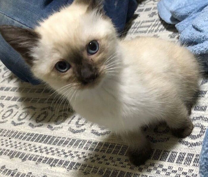 ちょこんと座る姿も可愛らしいこじろーくん(撮影時、生後推定3カ月)