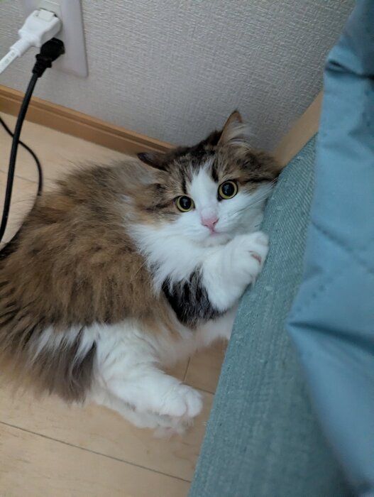飼い主を見つめるミヌエット