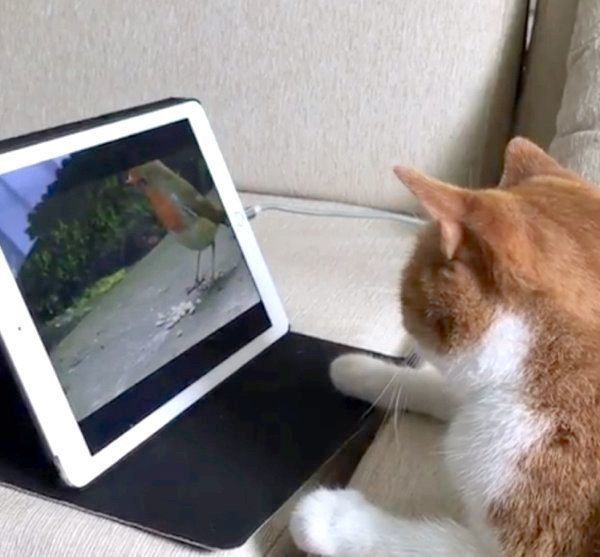 動画を見る猫