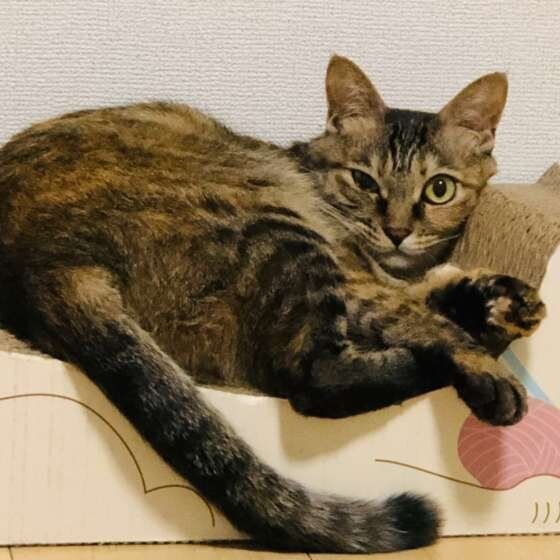 監視するキジトラ