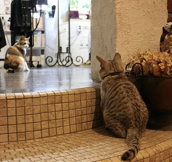 見つめ合う猫