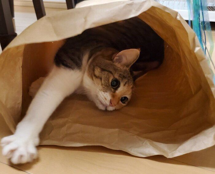 最近のお気に入りの場所でくつろぐまといちゃん。