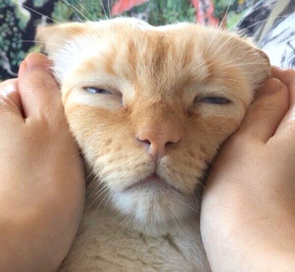 味のある表情をするてとちゃん