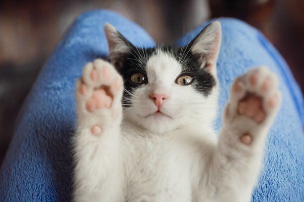 女性の膝の上の白い猫の嘘