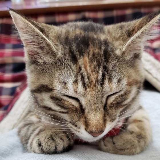 子猫のmaronちゃん