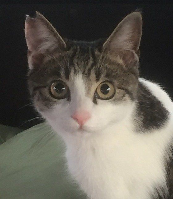 ノラ猫3