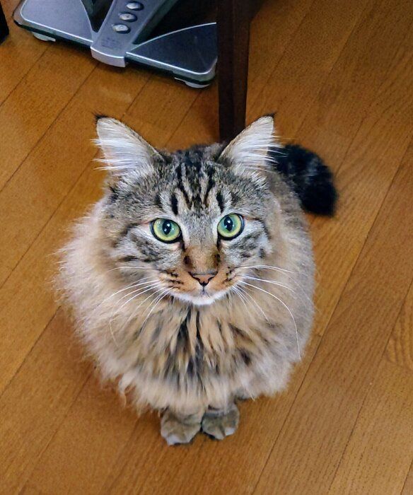 飼い主を見上げる猫