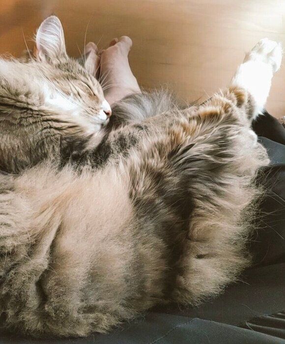 飼い主さんのあぐらで眠る里音くん
