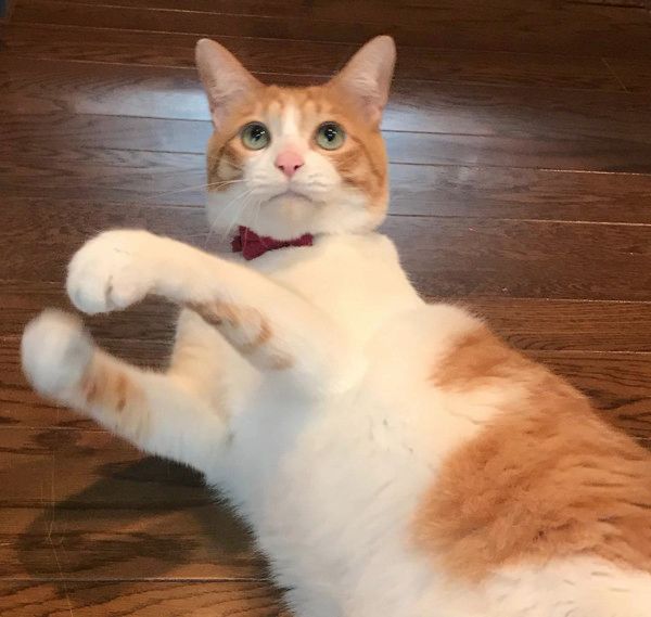 筋肉ムキムキな猫