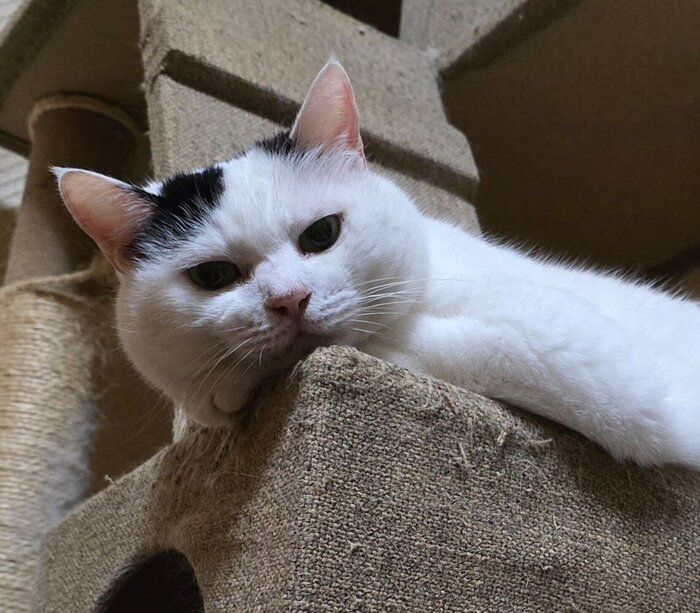 飼い主さんのことを監視するチロちゃん