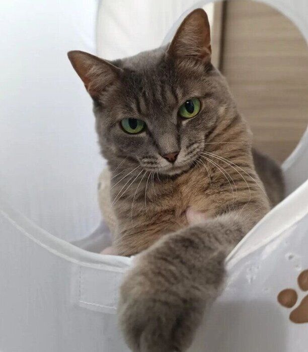 左前足を伸ばす猫