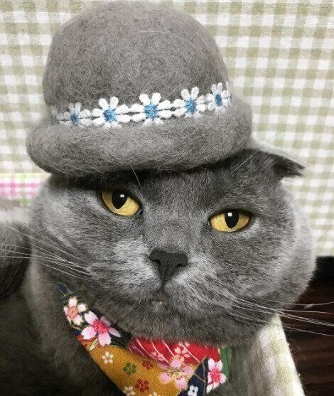 毛玉帽子をかぶるスコティッシュフォールドのこころちゃん