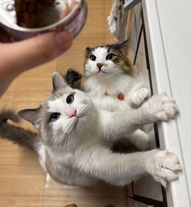 ノルウェージャンフォレストキャットとラグドール