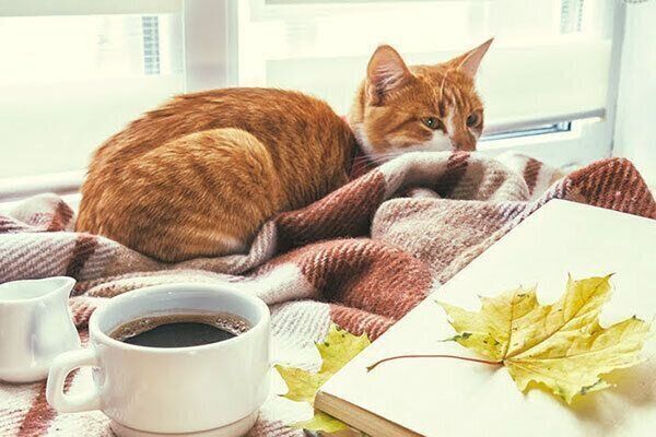 くつろぐ猫
