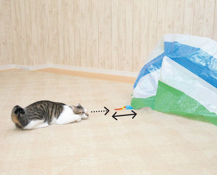 様子を伺う猫
