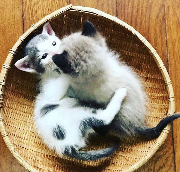 抱きつく子猫