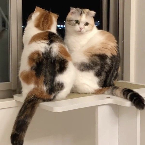 ニャンズのブーム