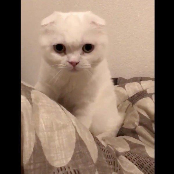 飼い主さんと謎の攻防戦を繰り広げるむくくん