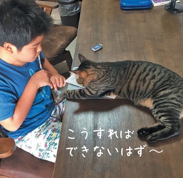 宿題の邪魔をする猫
