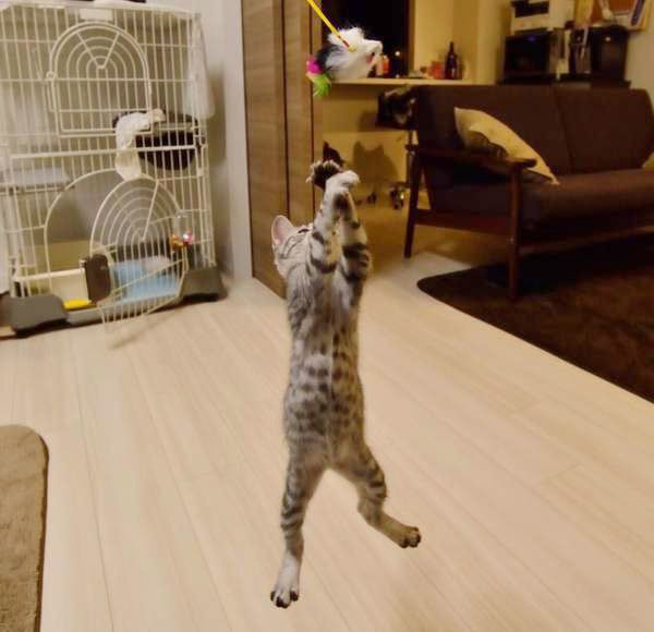 ジャンプする猫