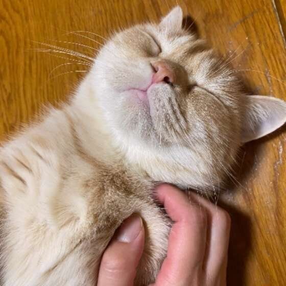 眠るマンチカン