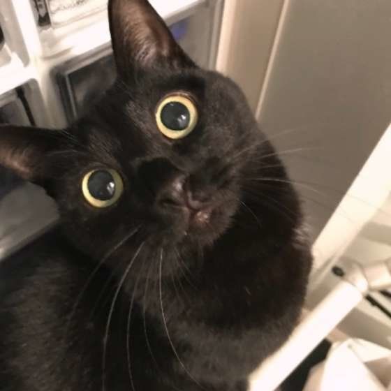 まんまるお目めの黒猫