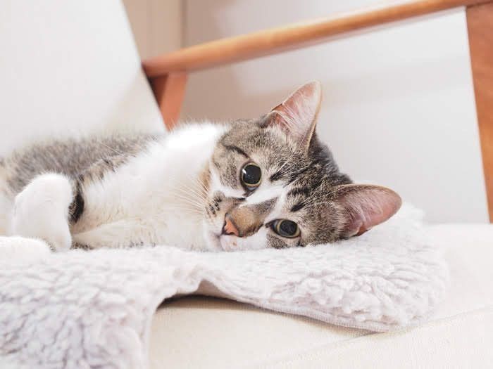 くつろいでいる猫