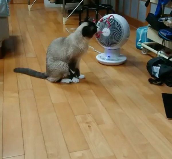 エアーサーキュレーターを見る猫