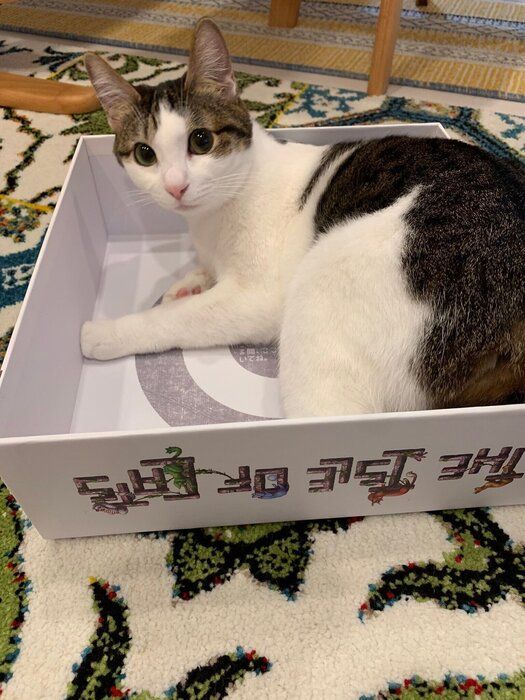 アイル・オブ・キャッツの箱にもたれる猫