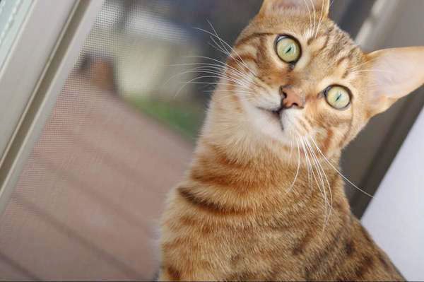 見つめる猫