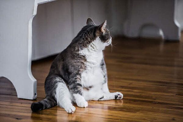 反応しない猫