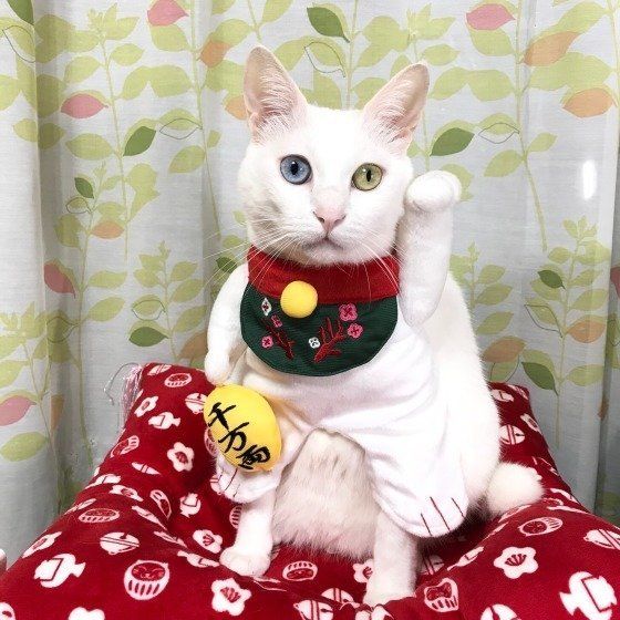 招き猫