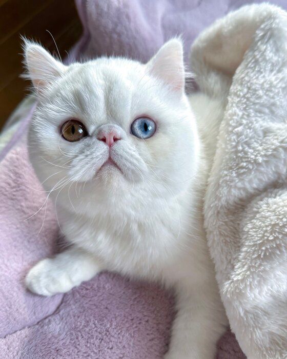 オッドアイの瞳が印象的な1枚