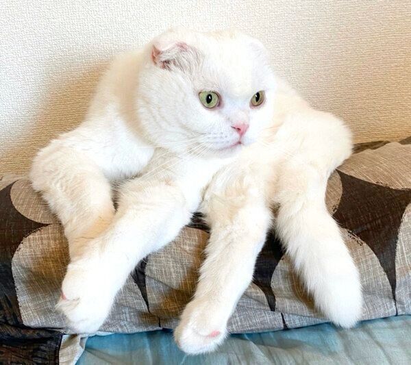 「白タランチュラ」のように見えるむくちゃん