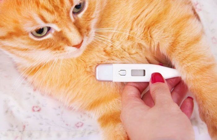 体温を測る猫