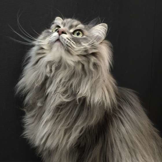 見上げる猫