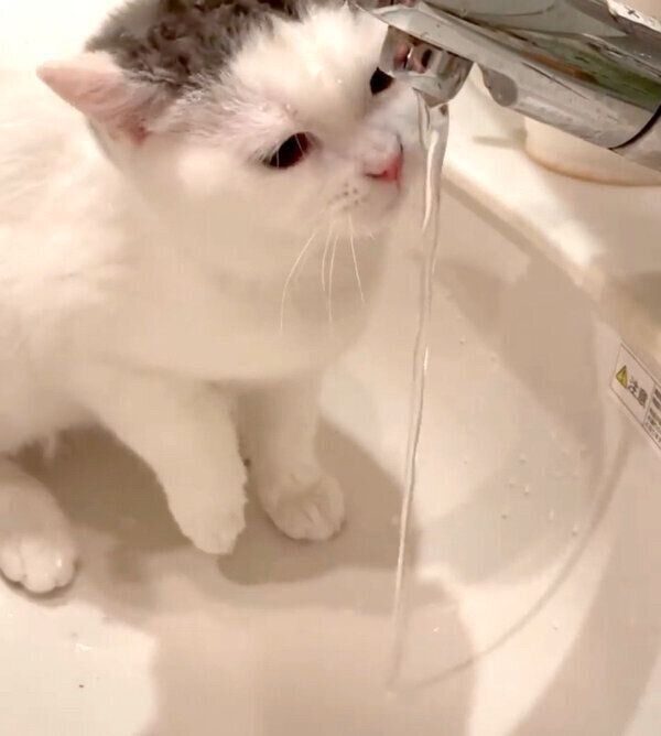 水が気になるカツヲくん