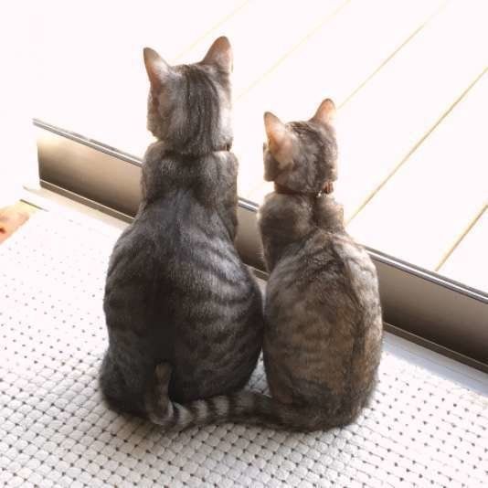 寄り添う猫
