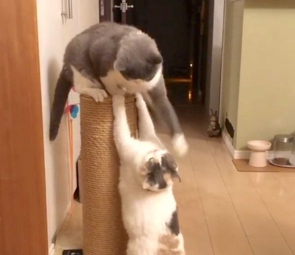 ねね子ちゃんにパンチをするドラ千代くん