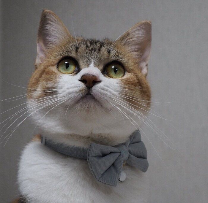 顔が丸くなったきみちゃん