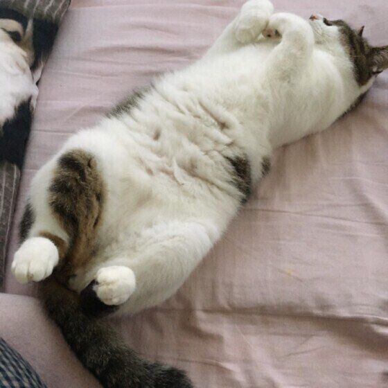 へそ天で眠る猫(オス)